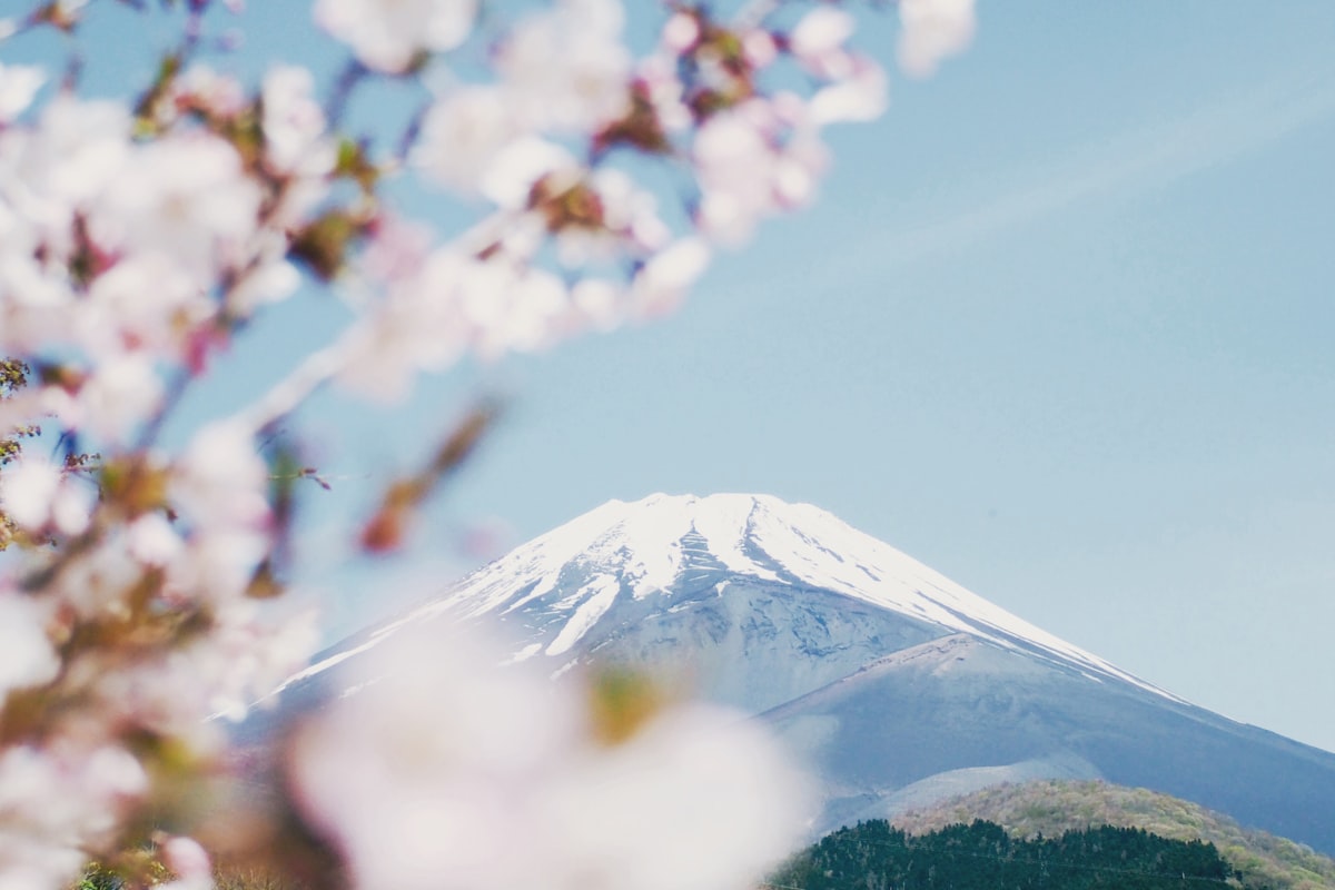 桜と富士山